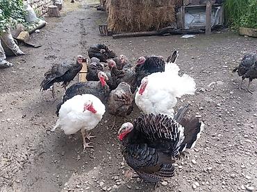 ördək balası və cücə: Məhsul: Ev quşları – hinduşka sürüsü və qazlar Təsvir: - Şəkillərdə — 3
