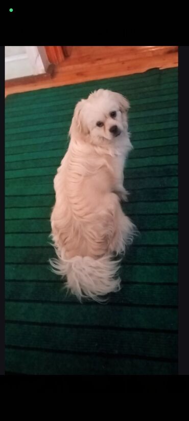 heyvan bazari inekler: Pekines, 9 ay, Erkek, Peyvəndli, Ünvandan götürmə