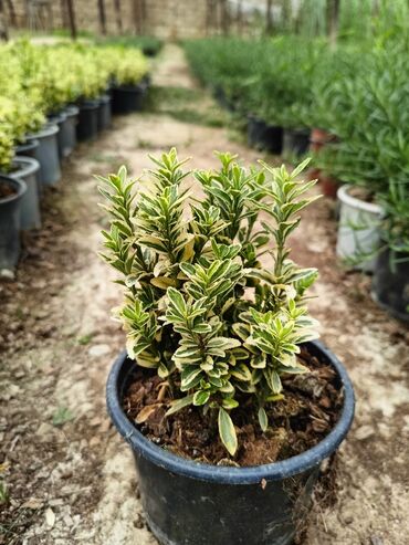 Çöl bitkiləri: Qızıl güllər dipçək gülləri həmişə yaşıl kolları zəhmət olmasa — 9