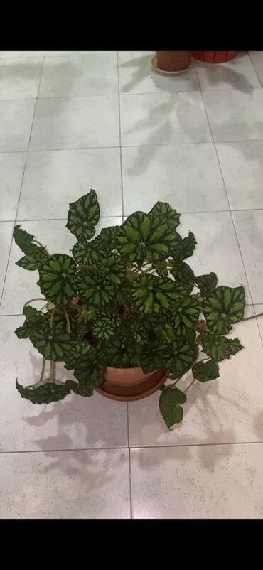 Otaq bitkiləri: Bu begoniya bitkisi iri, yaşıl və qara naxışlı yarpaqları ilə — 7