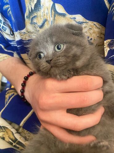 персидский кот: ВИСЛОУХИЕ КОТЯТА НАМ 35 ДНЕЙ КУШАЮТ САМОСТОЯТЕЛЬНО К ЛОТКУ ПРИУЧЕНЫ