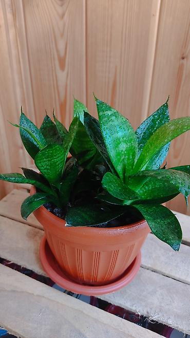 Другие комнатные растения: Толстянка,сансевиерия. Продаю толстянку! Есть взрослое растение - — 9