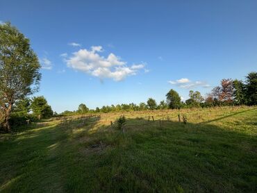 Torpaq sahələrinin satışı: 80 sot, Kənd təsərrüfatı, Mülkiyyətçi, Kupça (Çıxarış), Müqavilə — 6
