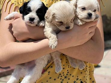 İtlər: Pekines, 2 ay, Sənədli, Ödənişli çatdırılma, Pulsuz çatdırılma — 1