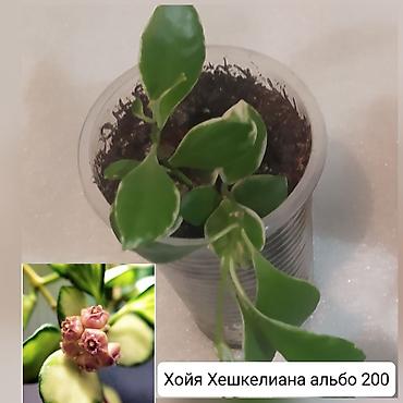 Другие комнатные растения: Продаю цветы — 6