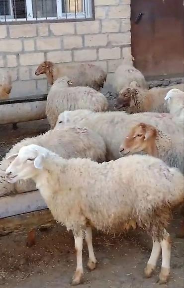 coban isi axtariram: 36 edet qoçunu almış Xam şişek satılır 3 denesi dogub saglam — 1