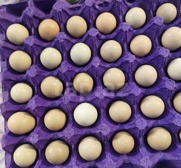 Mayalı qırqovul yumurtası-1.50 azn