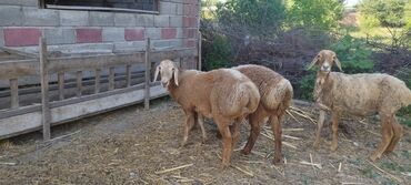 теке коза: Продаю | Ягненок, Баран (самец) | Арашан | Для разведения | Племенные
