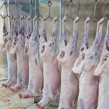 duru yağ: 🐑❄️ AZ QUYRUQLU MONQOL QUZUSU ƏTİ SATIŞDA! 🥩 Keyfiyyətli quzu — 1