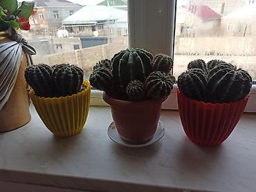 Digər bitkilər: Ev otaq gülləri – bir neçə növ 5-50 manat arası qiymət - — 14