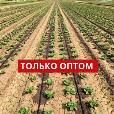 Капельный полив: Капельная лента 1 метр -1.75 сом Капельное орошение!#Капельная лента! — 12