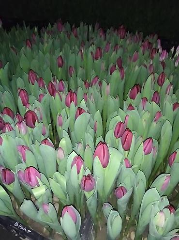 Цветы и букеты: ТЮЛЬПАНЫ ТЮЛЬПАНЫ ТЮЛЬПАНЫ. принимаем заказы на тюльпаны оптом к 8 — 3