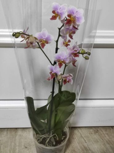 Ostale kućne biljke: Orhideje sa slike