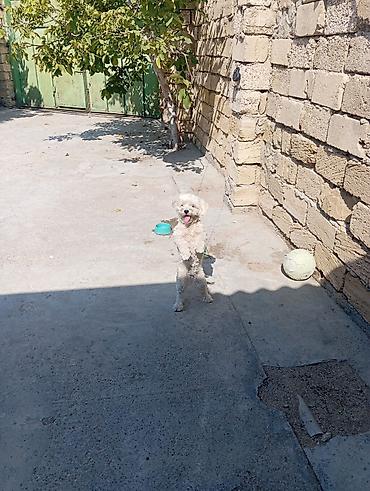 balonka it satilir: Maltipoo tipli kiçik ölçülü it (ağ-krem rəngli, qıvırcıq tüklü) – — 2