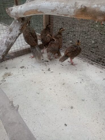 Животные: Продаю подростков цыплят серебряных фазанов