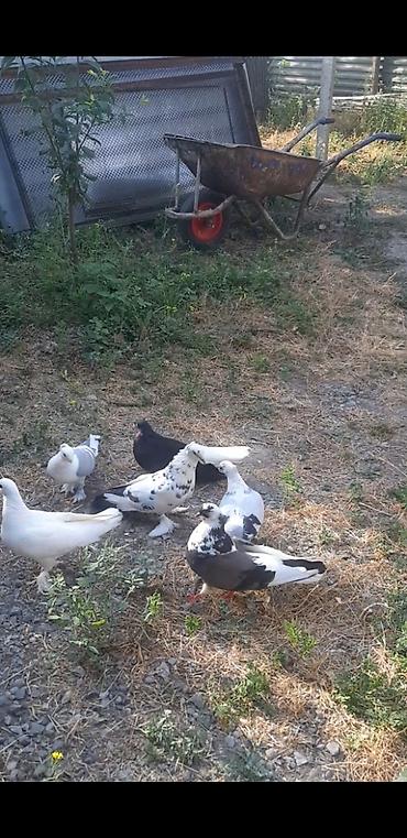 touz quşu: 1 cüt hazır hünkari, nikolay ağquyruq və badamlələklər satılır, kom 60 — 1