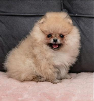 Psi: U ponudi dva steneta Pomeranca starosti 2 meseca.  Muzjak i zenka — 8