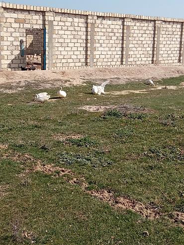 cins buzovların satışı: Qaz cücələri, Ətlik, Ünvandan götürmə, Pulsuz çatdırılma, Ödənişli çatdırılma — 4