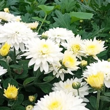 Otaq bitkiləri: Xrizantema payızgüllərinin topdan və pərakəndə satışı. Qiymətlər — 17