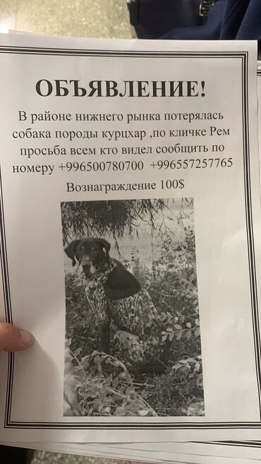 бюро находок животных: Пропала охотничья собака курцхар в районе нижнего рынка просьба всем