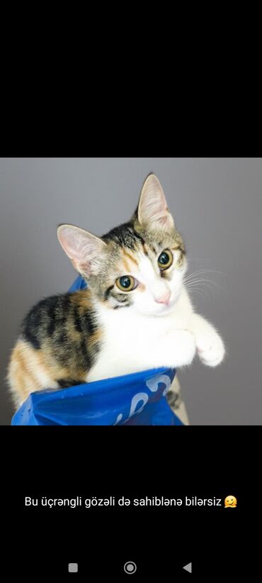 Pişiklər: Türk anqora, Dişi, Yaxşı əllərə, Ünvandan götürmə — 6