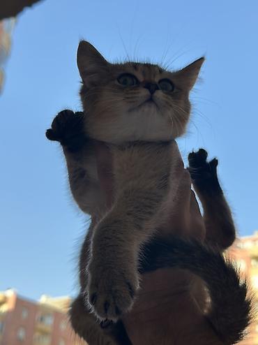 pişik satisi 2019: Şinşilla, Dişi, Yaxşı əllərə — 2