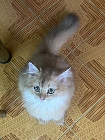 qold pişik: Qızıl şinşilla, Erkək