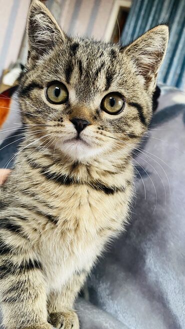 шатландский кот: Продаю кошку 5 месяцев порода скотиш страйд тел:+