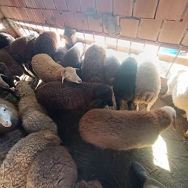 Qoyunlar, qoçlar: Salam aleyküm quzlar 220 mantdan 350 manata kimi qiymeti deyişir — 10