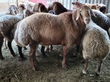 купить щенка добермана из питомника: Продаю | Баран (самец) | Для разведения | Племенные