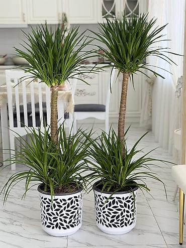 драцену маргината: Драцена (Dracaena marginata) в декоративных кашпо — напольные — 3
