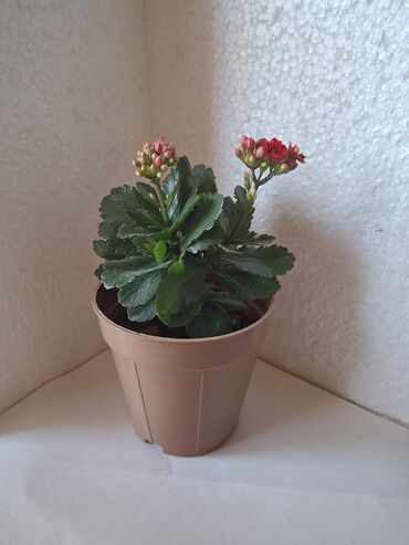 Otaq bitkiləri: Kalanxoe gülü. Satış — 11