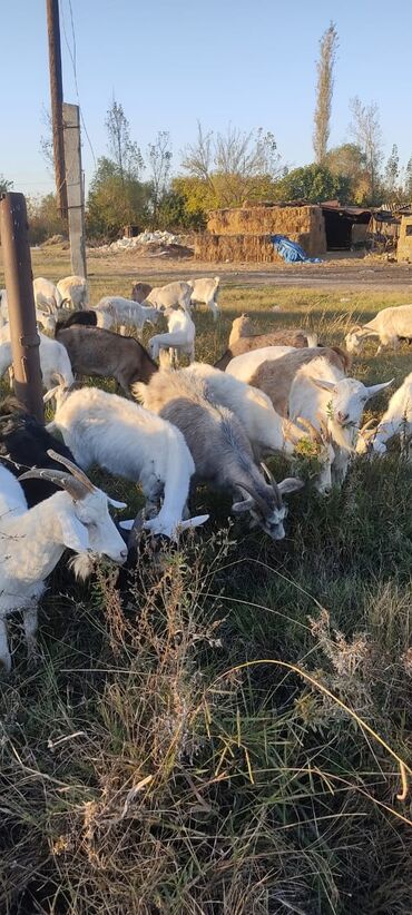 Keçi, çəpiş: 2 təkə 42 ədəd dişi kecilər var Təkəsini alib hamisi bogazdi kom — 11