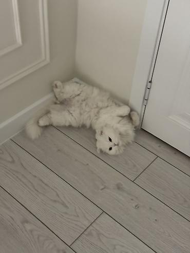 скоттиш фолд: Скотиш Фолд (Шотландская вислоухая), 3 года, Девочка, Белый, Кастрирована, Приучена к лотку, Проглистована — 9