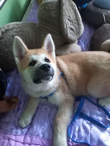 pişik ucun ev: Akita-inu, 3 ay, Erkek, Peyvəndli