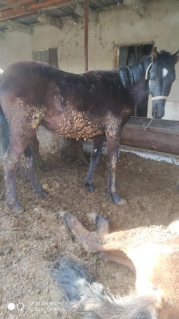 Лошади, кони: Продаю | Конь (самец) | Рабочий | Мерин — 3