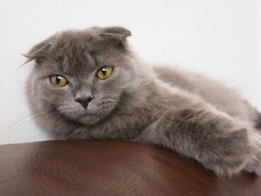 серый кот: Продается шотландская вислоухая кошечка 1 год, ласковая и дружелюбная