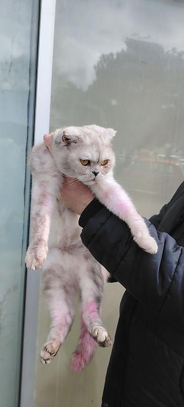 Pişiklər: Yaxşı əllərə — 2