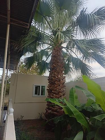 Растения: Satılır: dekorativ xurmayı xatırladan böyük palma ağacı (fan palm — 3