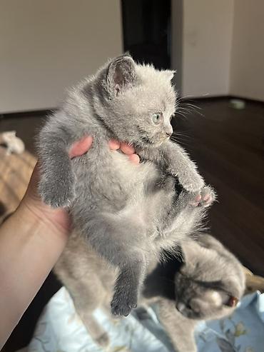 мал кой: Британцы породистые котята
Котята приучены к лотку 🌸 — 3
