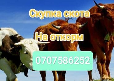 Куплю с/х животных: Куплю | Коровы, быки, Лошади, кони | На откорм, Откормленные, Самовывоз