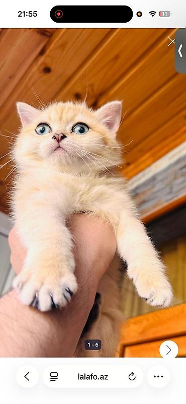 Pişiklər: Britan — 4