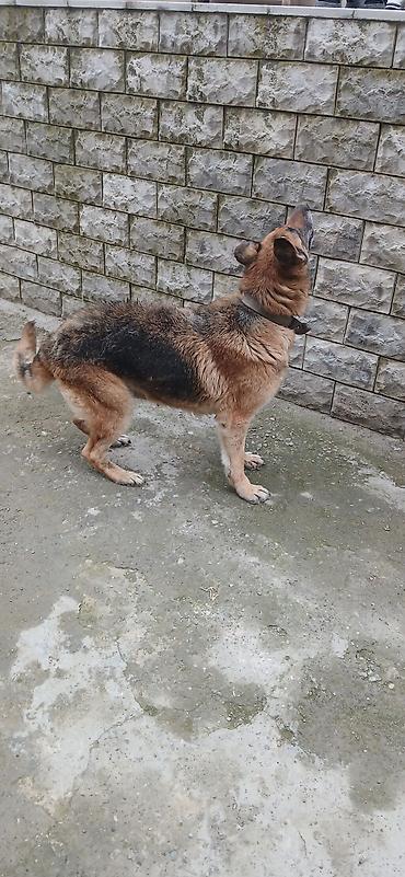 İtlər: Alman çoban iti — 3