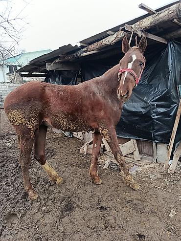 Лошади, кони: Продаю | Жеребенок | Рабочий, Конный спорт — 8