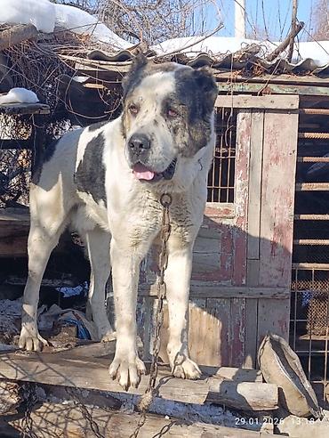 Вязка собак: Кабель возраст 4,5 года холка 94 супертяж чемпион Кыргызстана и — 6