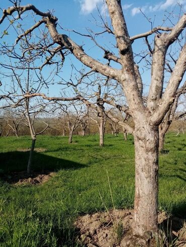Torpaq sahələrinin satışı: 160 sot, Kənd təsərrüfatı, Mülkiyyətçi, Kupça (Çıxarış) — 5