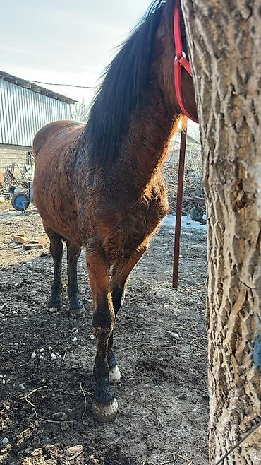 Лошади, кони: Продаю | Кобыла (самка) | Дончак | Мерин — 9