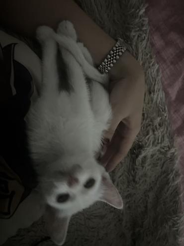 Мышыктар: 3 айлык, Ургаачы, Ак, Лотокко барууга үйрөтүлгөн — 7