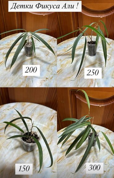 купить саженец ели: Детки Фикусов в продаже! 
Фикус Али 🪴
Фикус Ирэн 🪴
Фикус Букле 🪴 at lalafo.kg купить саженец ели: Детки Фикусов в продаже! 
Фикус Али 🪴
Фикус Ирэн 🪴
Фикус Букле 🪴