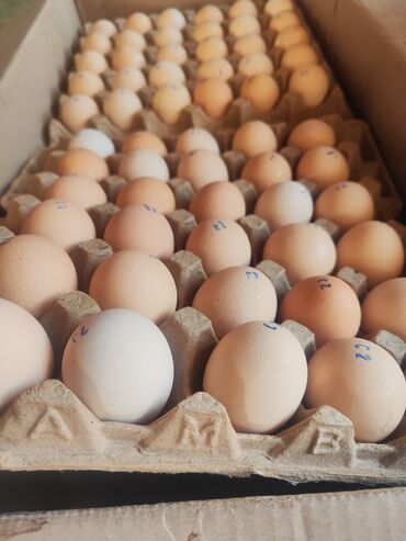 Молочные продукты и яйца: Куринные яйца в лотках - Цвет скорлупы: бежевый и белый - Калибр